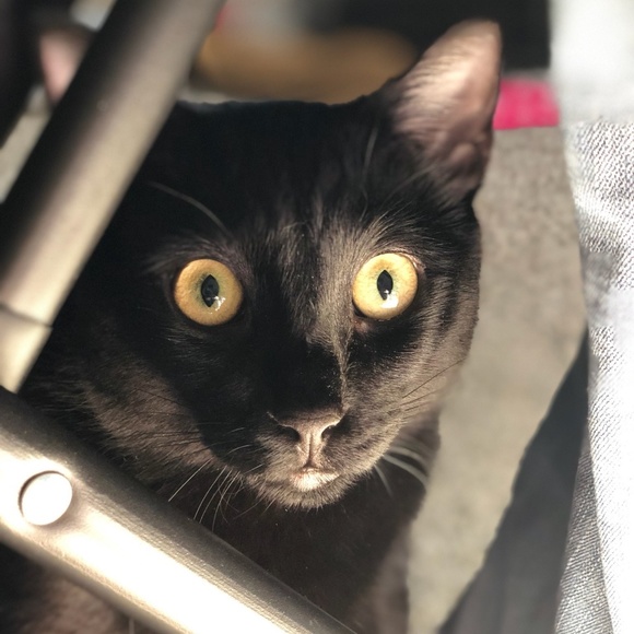 Meet your Posher, Jannette - Picture 2 of 2